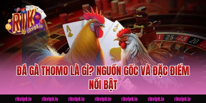 Đá Gà Thomo Là Gì? Nguồn Gốc Và Đặc Điểm Nổi Bật